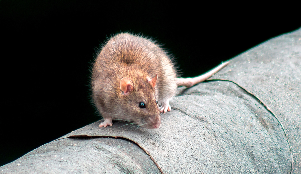Ratten. Rodents in English. Rat hunting